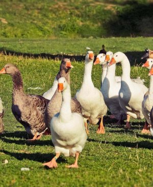 Organik Beslenen Köy Kazı