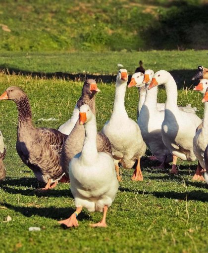 Organik Beslenen Köy Kazı